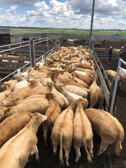 Cows Cows